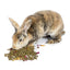 BunLuv Herbal Rabbit Feed Dahlia Pets