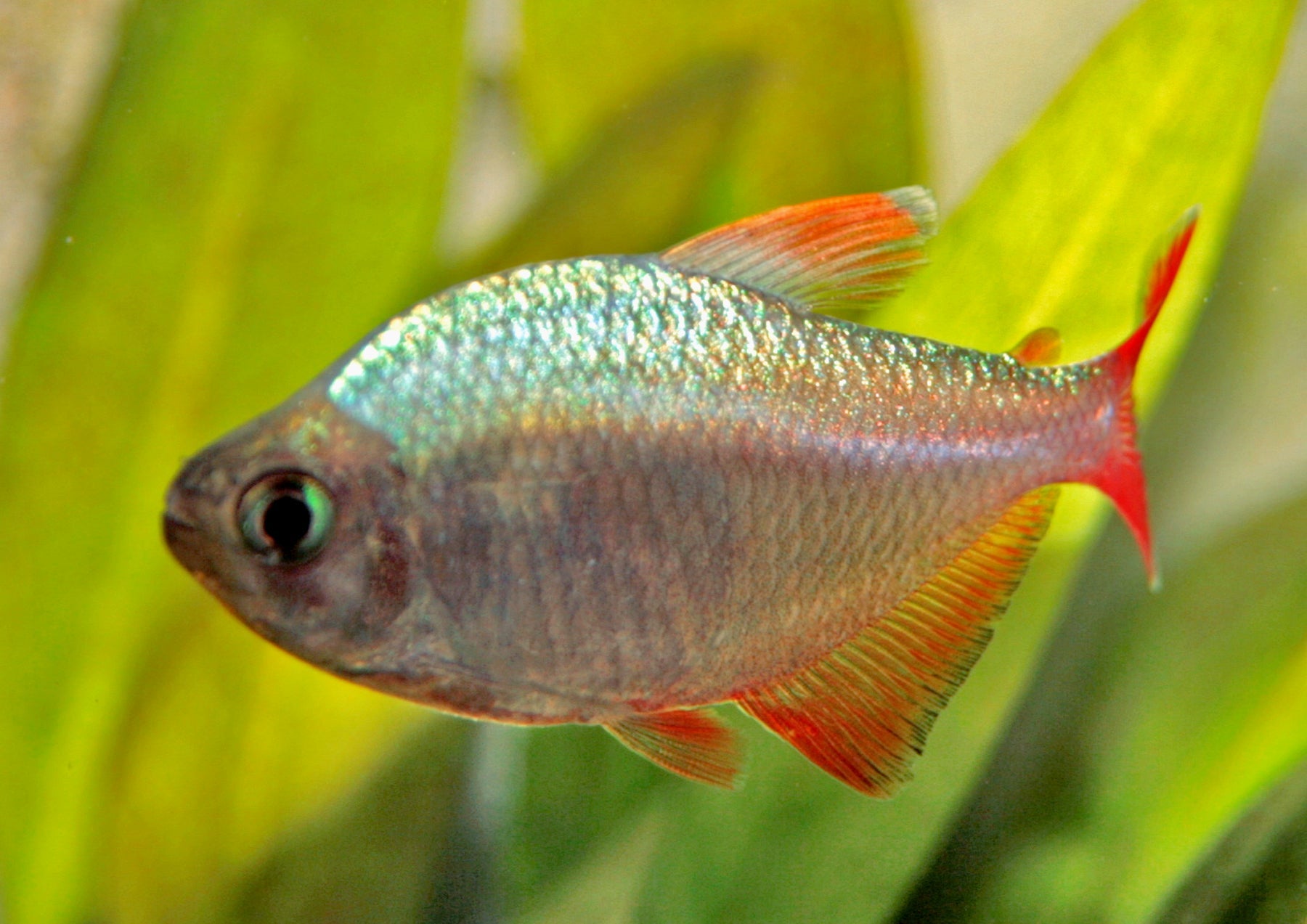 Colombian Tetra PACK OF 6 TETRA Danaqua Live Fish & More