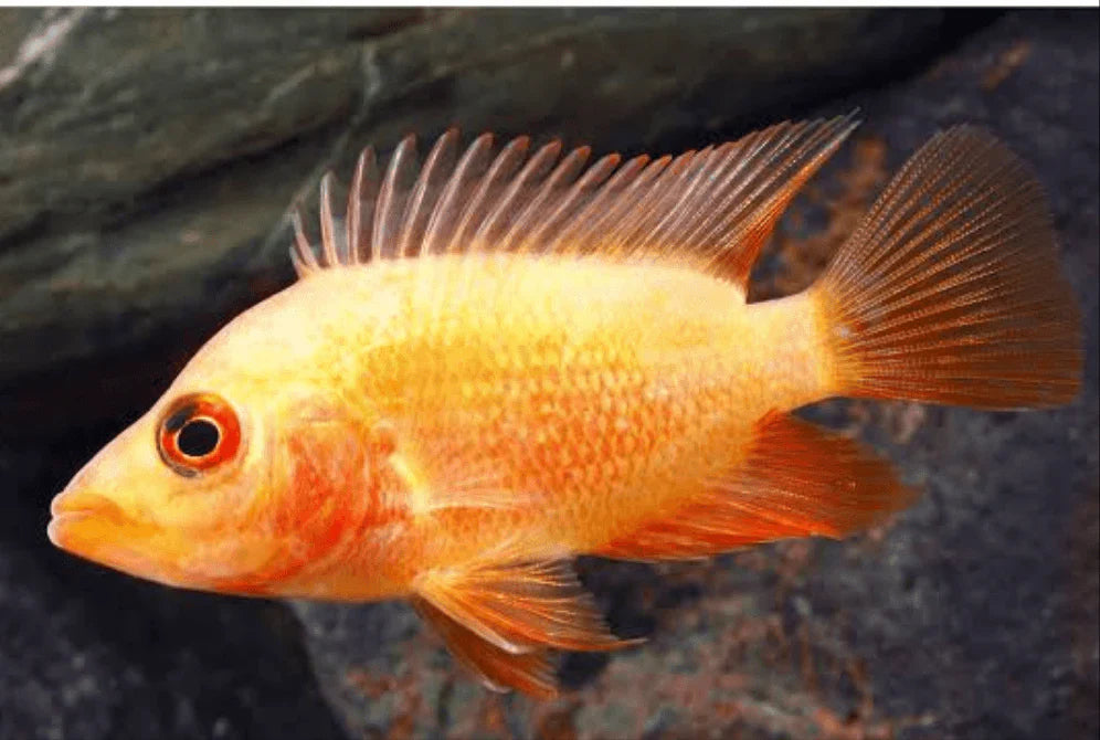 Red Devil cichlids AMERICAN CICHLID Danaqua Live Fish & More