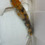 Butterfly koi KOI Danaqua Live Fish & More