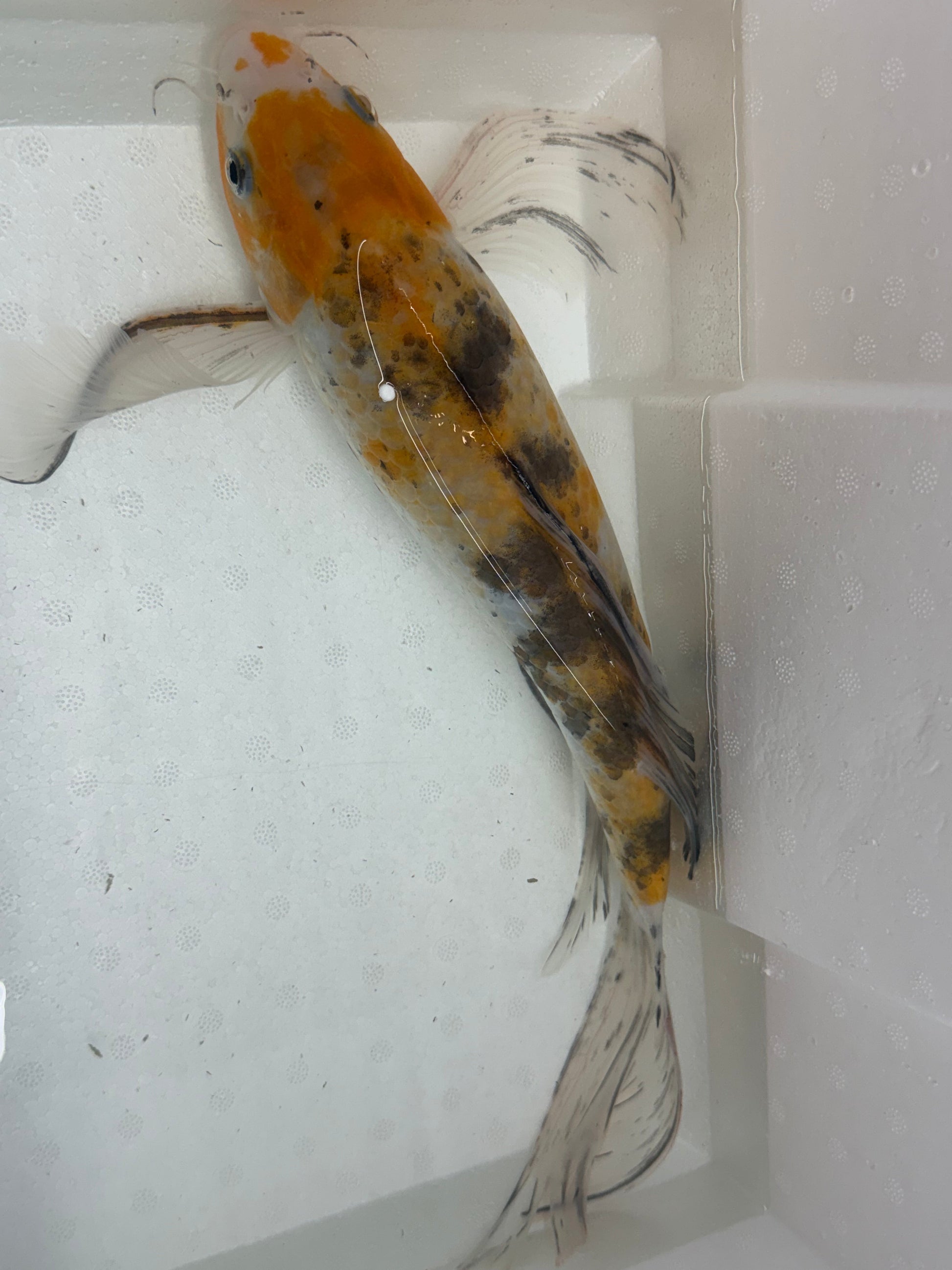 Butterfly koi KOI Danaqua Live Fish & More