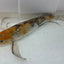 Butterfly koi KOI Danaqua Live Fish & More