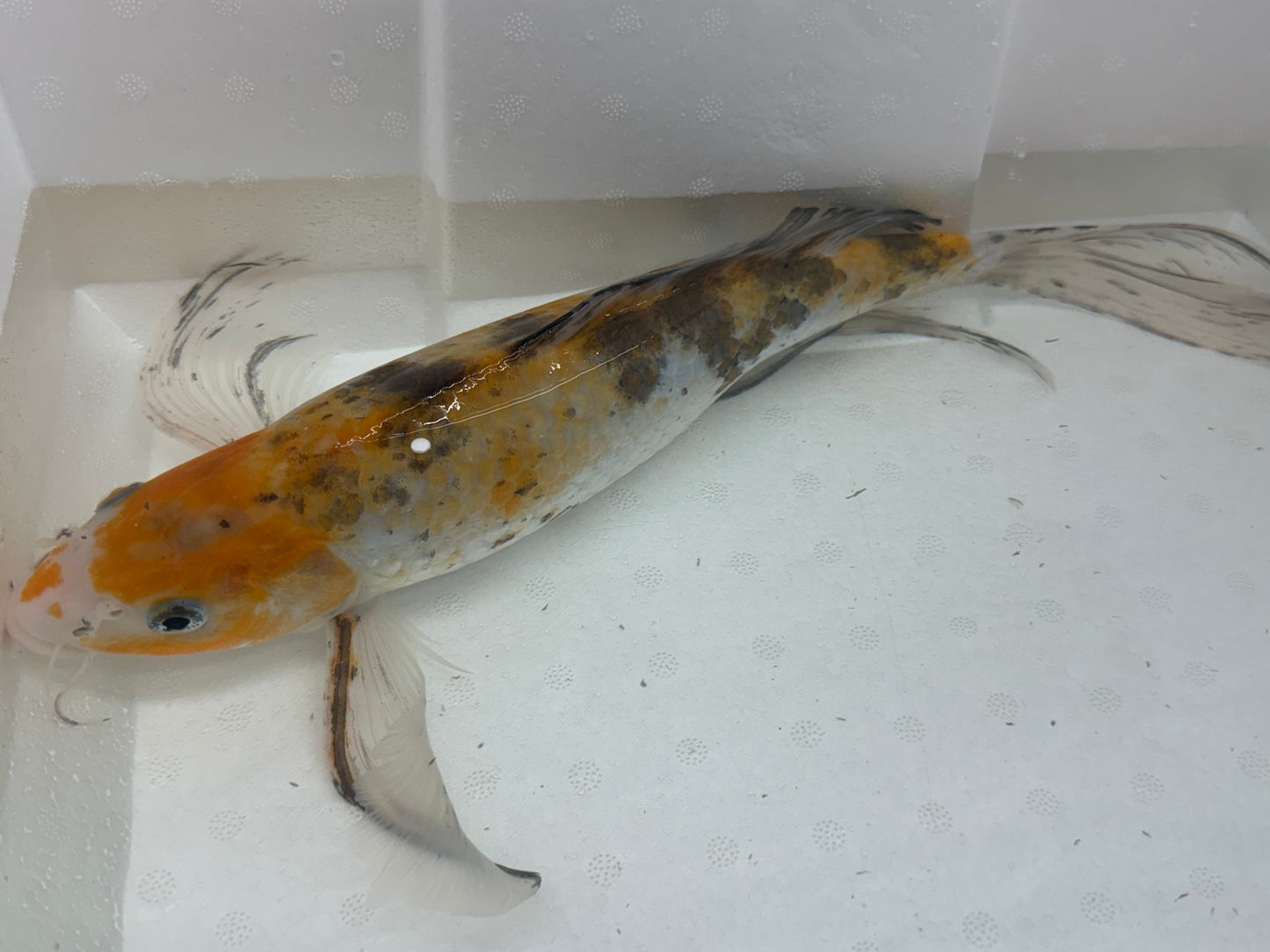 Butterfly koi KOI Danaqua Live Fish & More