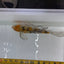 Butterfly koi KOI Danaqua Live Fish & More
