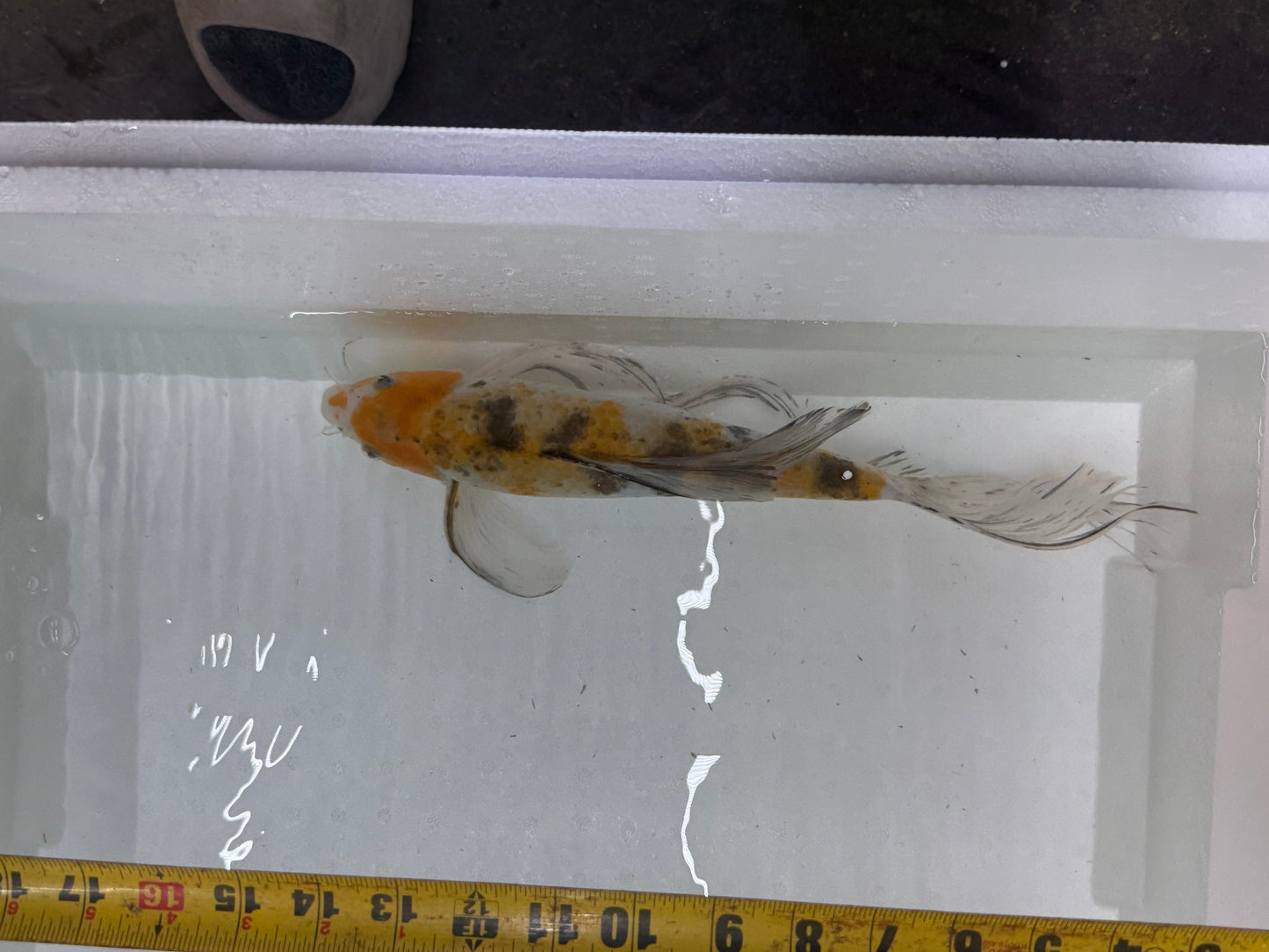 Butterfly koi KOI Danaqua Live Fish & More