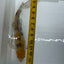 Butterfly koi KOI Danaqua Live Fish & More