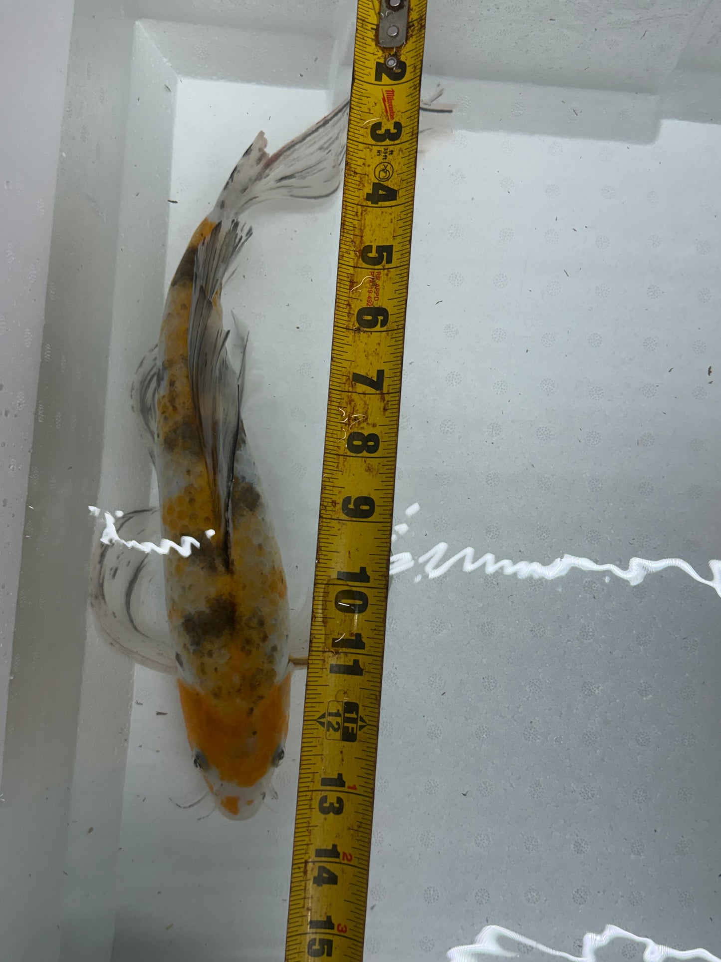 Butterfly koi KOI Danaqua Live Fish & More