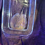 Black Diamong Hybrid Stringray 4"-6" stingray Danaqua Live Fish & More
