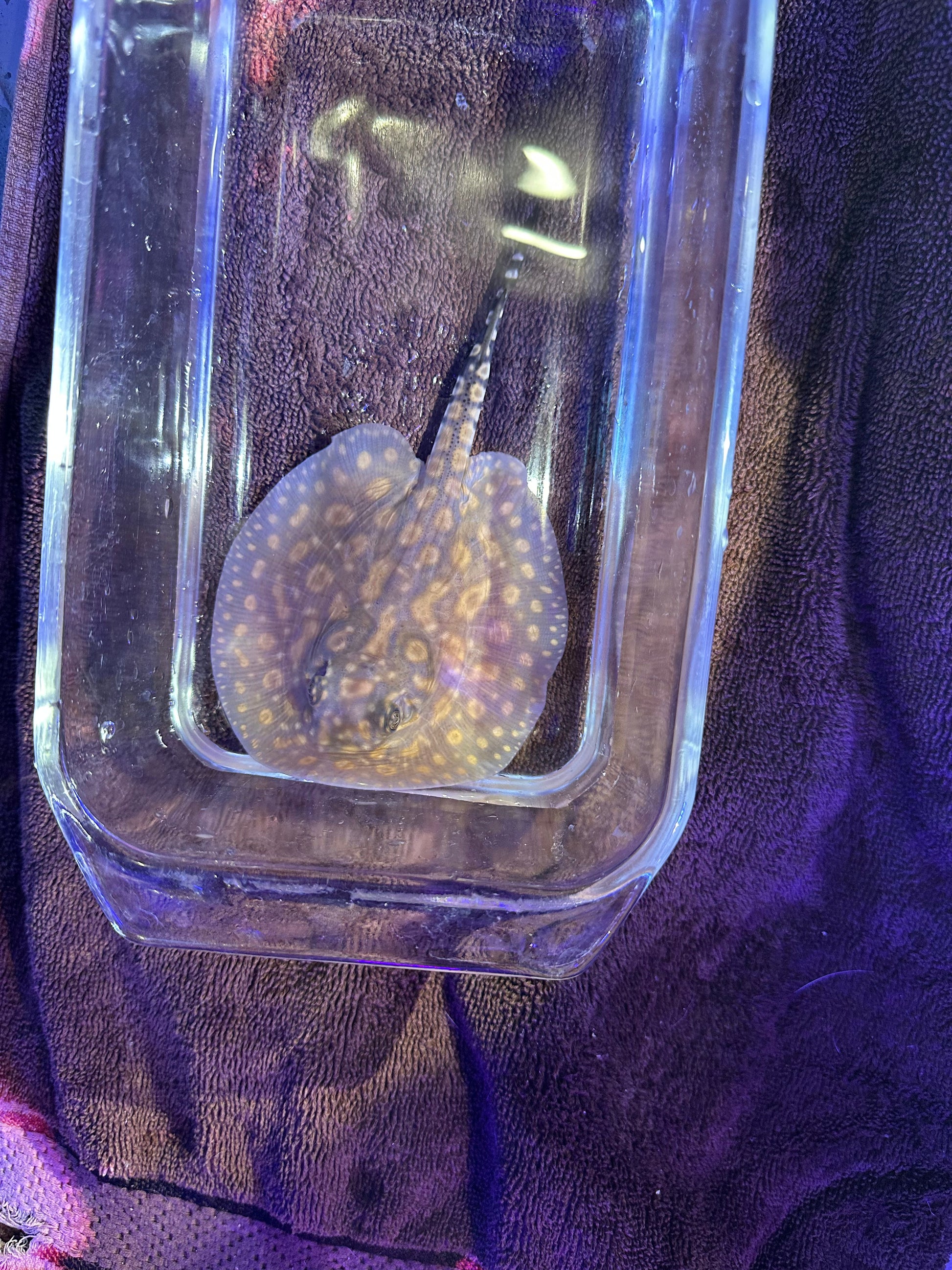 Black Diamong Hybrid Stringray 4"-6" stingray Danaqua Live Fish & More