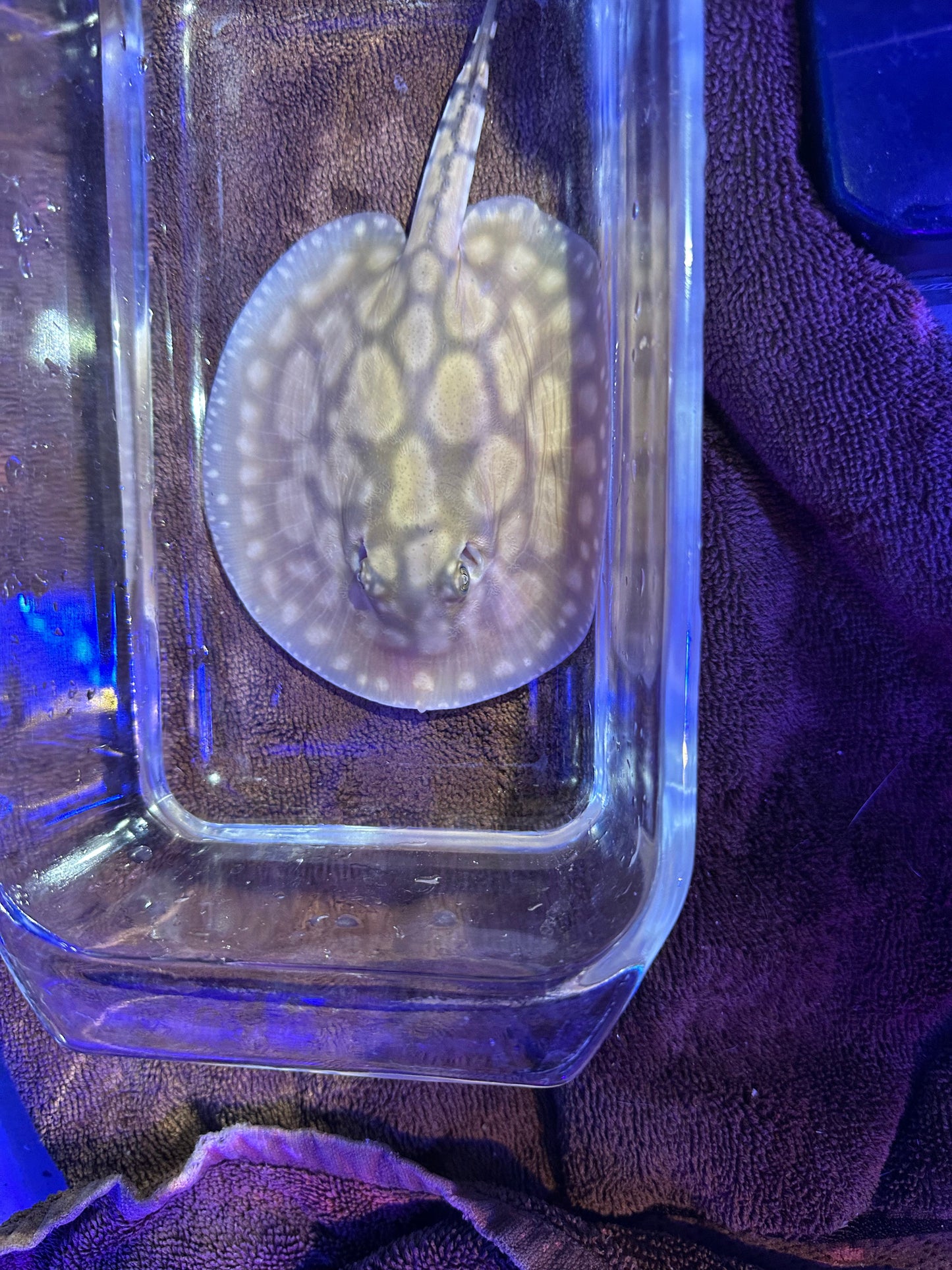 Black Diamong Hybrid Stringray 4"-6" stingray Danaqua Live Fish & More