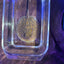 Black Diamong Hybrid Stringray 4"-6" stingray Danaqua Live Fish & More