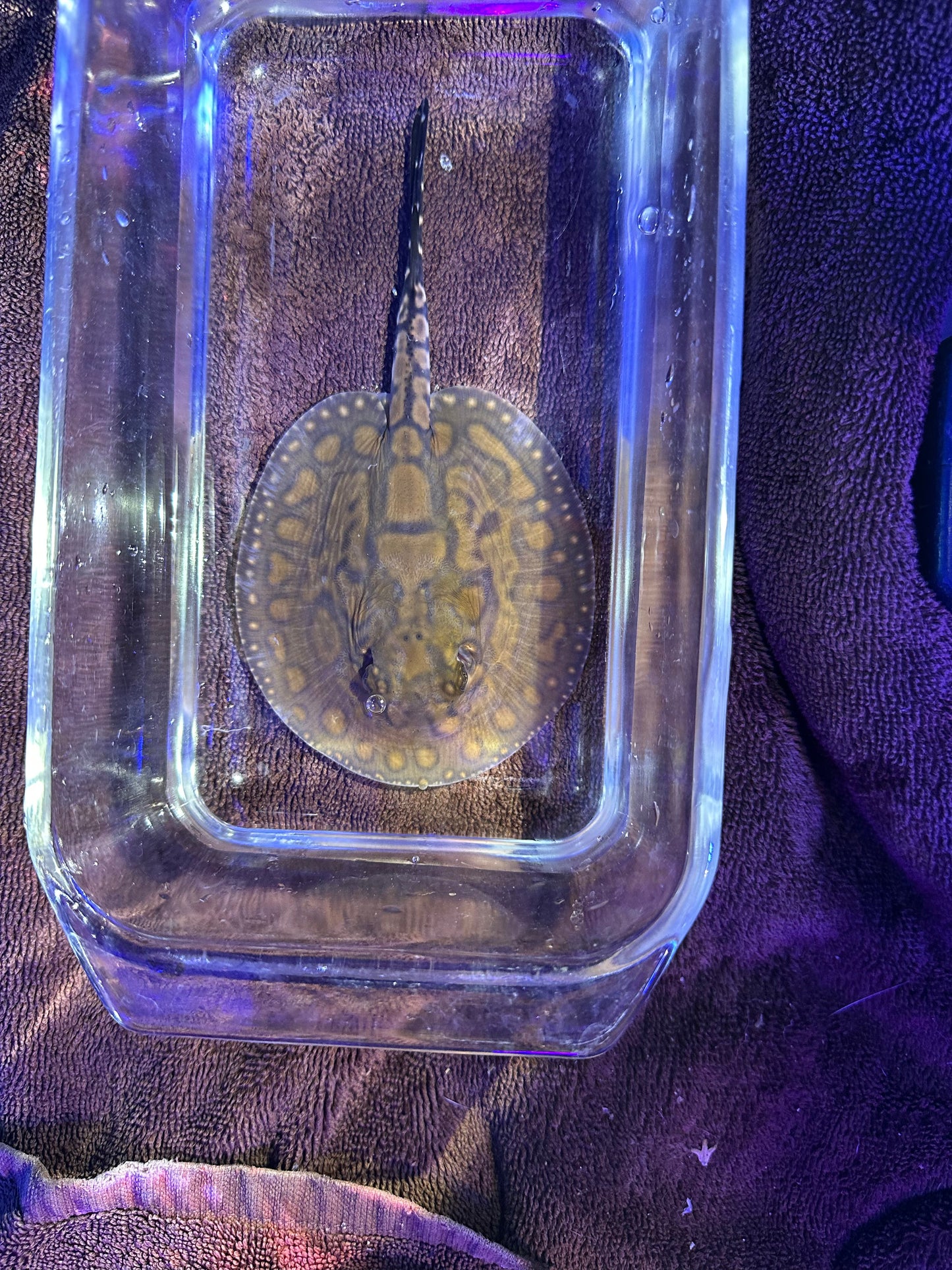 Black Diamong Hybrid Stringray 4"-6" stingray Danaqua Live Fish & More