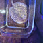 Black Diamong Hybrid Stringray 4"-6" stingray Danaqua Live Fish & More