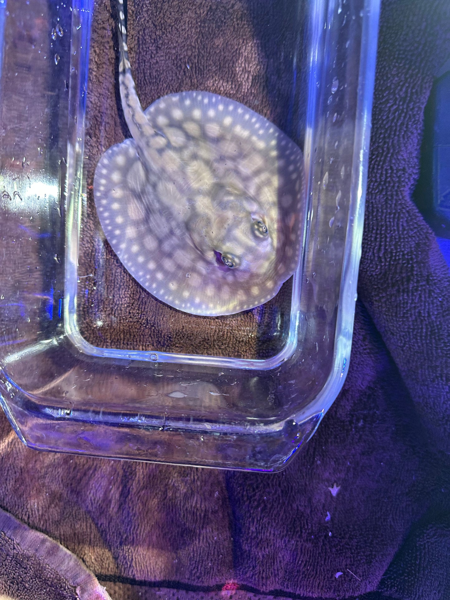 Black Diamong Hybrid Stringray 4"-6" stingray Danaqua Live Fish & More