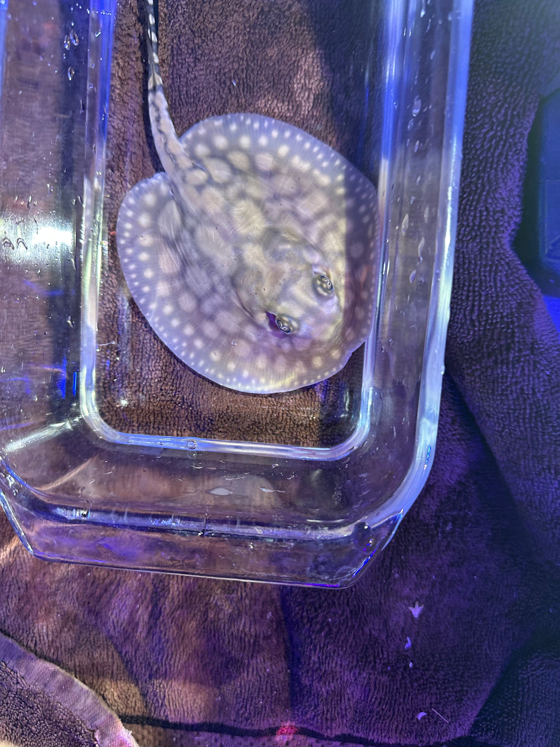 Black Diamong Hybrid Stringray 4"-6" stingray Danaqua Live Fish & More