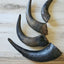 Bison Horn (Grass Fed & Finished) Naked Beasts