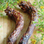 Turkey Neck Naked Beasts