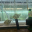 Black Bar Silver Dollar (Myleus schomburgkii) 3" AMERICAN CICHLID Danaqua Live Fish & More
