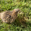 Fertile OZ Collection Quail Eggs for Hatching – Coturnix Quail Eggs – Ideal for Incubation, Breeding, and Backyard Farming Buddys Hatchery