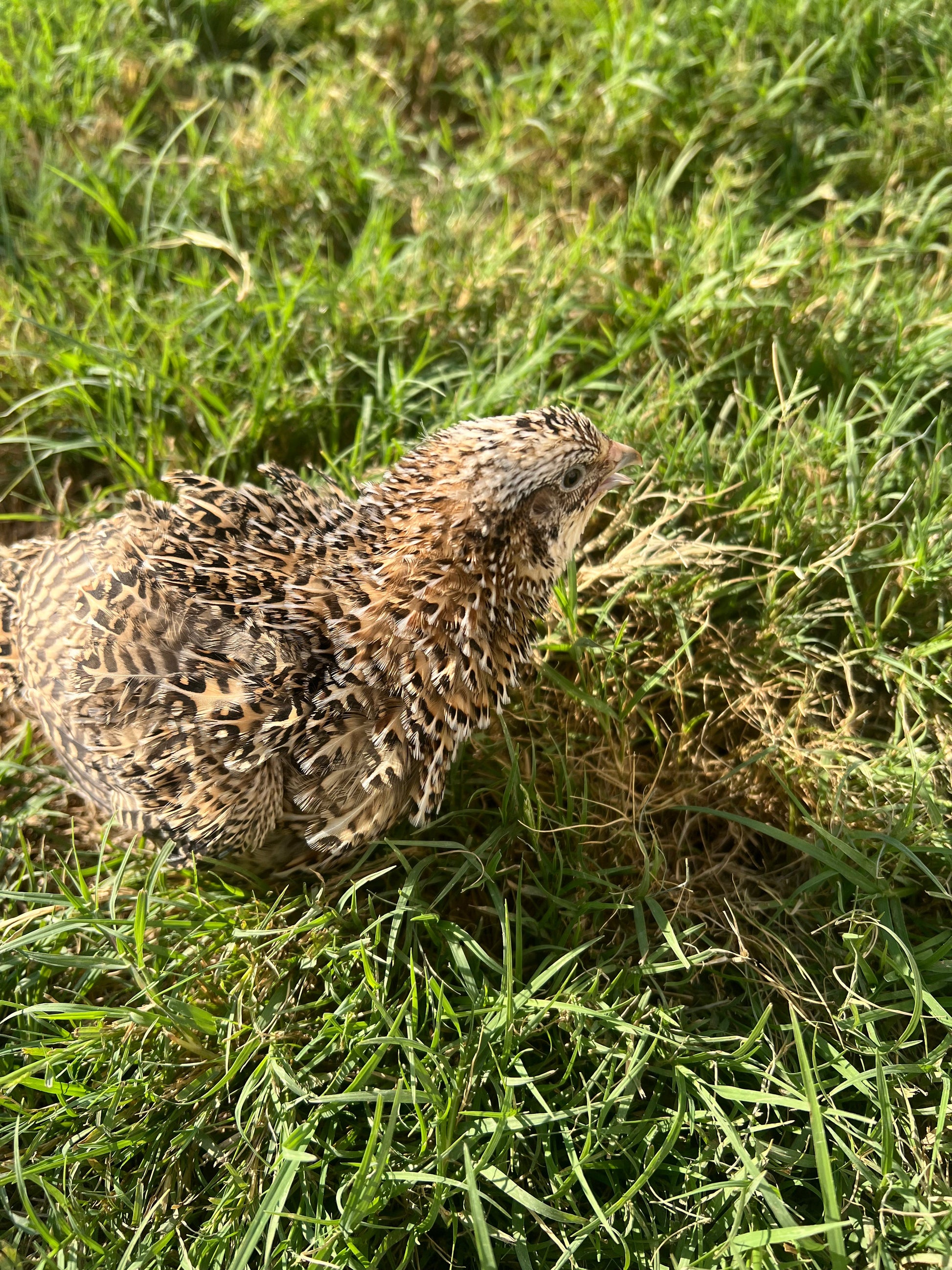 Fertile OZ Collection Quail Eggs for Hatching – Coturnix Quail Eggs – Ideal for Incubation, Breeding, and Backyard Farming Buddys Hatchery