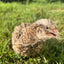 Fertile OZ Collection Quail Eggs for Hatching – Coturnix Quail Eggs – Ideal for Incubation, Breeding, and Backyard Farming Buddys Hatchery