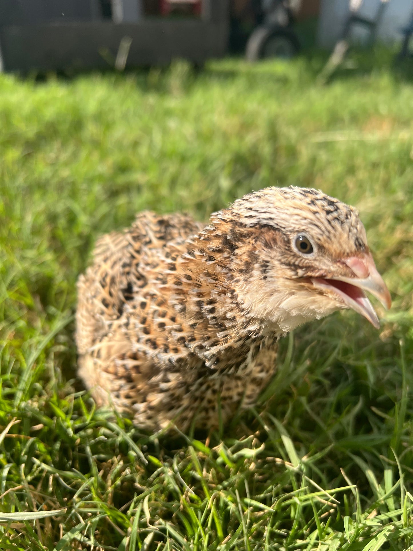 Fertile OZ Collection Quail Eggs for Hatching – Coturnix Quail Eggs – Ideal for Incubation, Breeding, and Backyard Farming Buddys Hatchery