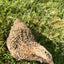 Fertile OZ Collection Quail Eggs for Hatching – Coturnix Quail Eggs – Ideal for Incubation, Breeding, and Backyard Farming Buddys Hatchery