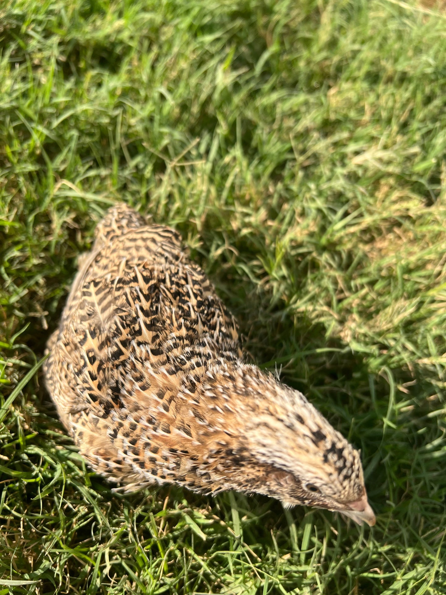 Fertile OZ Collection Quail Eggs for Hatching – Coturnix Quail Eggs – Ideal for Incubation, Breeding, and Backyard Farming Buddys Hatchery