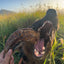Turkey Neck Naked Beasts