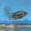 RED TEXAS CICHLID (HERICHTHYS CYANOGUTTATUS SP) AMERICAN CICHLID Danaqua Live Fish & More
