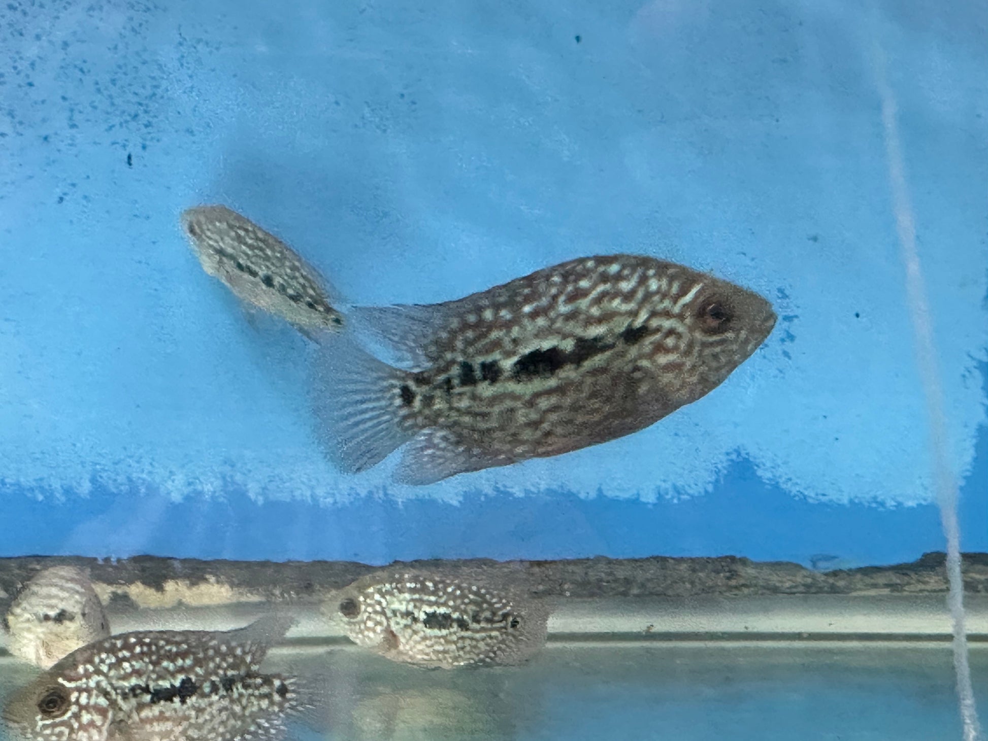 RED TEXAS CICHLID (HERICHTHYS CYANOGUTTATUS SP) AMERICAN CICHLID Danaqua Live Fish & More