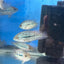 RED TEXAS CICHLID (HERICHTHYS CYANOGUTTATUS SP) AMERICAN CICHLID Danaqua Live Fish & More