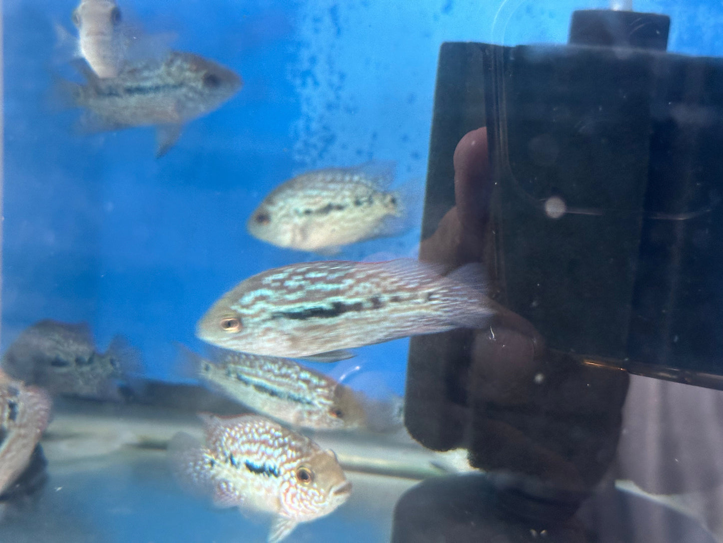 RED TEXAS CICHLID (HERICHTHYS CYANOGUTTATUS SP) AMERICAN CICHLID Danaqua Live Fish & More