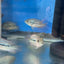 RED TEXAS CICHLID (HERICHTHYS CYANOGUTTATUS SP) AMERICAN CICHLID Danaqua Live Fish & More