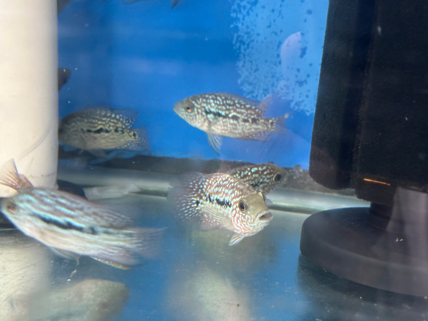 RED TEXAS CICHLID (HERICHTHYS CYANOGUTTATUS SP) AMERICAN CICHLID Danaqua Live Fish & More