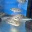 RED TEXAS CICHLID (HERICHTHYS CYANOGUTTATUS SP) AMERICAN CICHLID Danaqua Live Fish & More