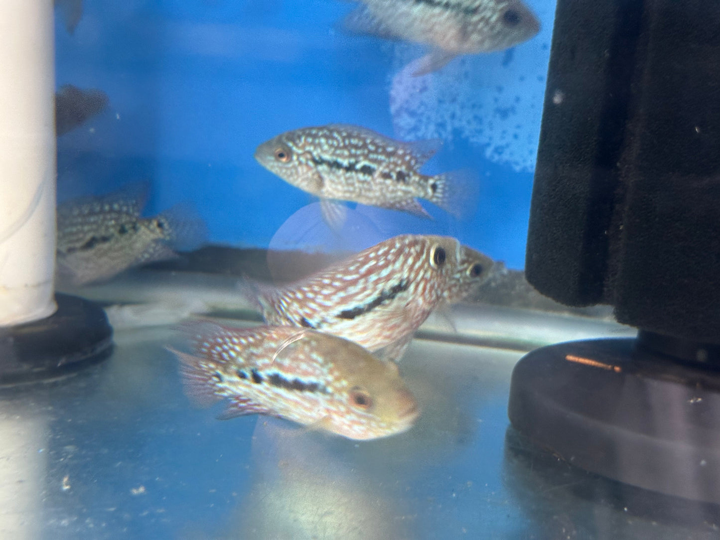 RED TEXAS CICHLID (HERICHTHYS CYANOGUTTATUS SP) AMERICAN CICHLID Danaqua Live Fish & More