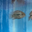 RED TEXAS CICHLID (HERICHTHYS CYANOGUTTATUS SP) AMERICAN CICHLID Danaqua Live Fish & More