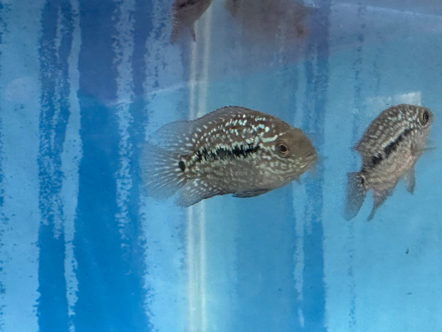 RED TEXAS CICHLID (HERICHTHYS CYANOGUTTATUS SP) AMERICAN CICHLID Danaqua Live Fish & More