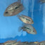 RED TEXAS CICHLID (HERICHTHYS CYANOGUTTATUS SP) AMERICAN CICHLID Danaqua Live Fish & More