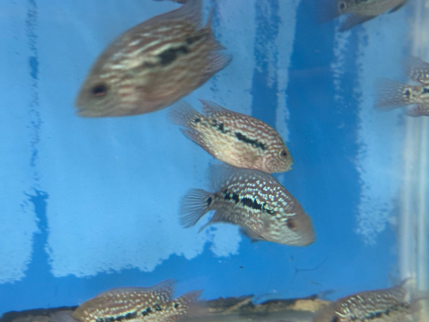 RED TEXAS CICHLID (HERICHTHYS CYANOGUTTATUS SP) AMERICAN CICHLID Danaqua Live Fish & More