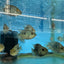Balloon body carpintis Texas cichlid AMERICAN CICHLID Danaqua Live Fish & More