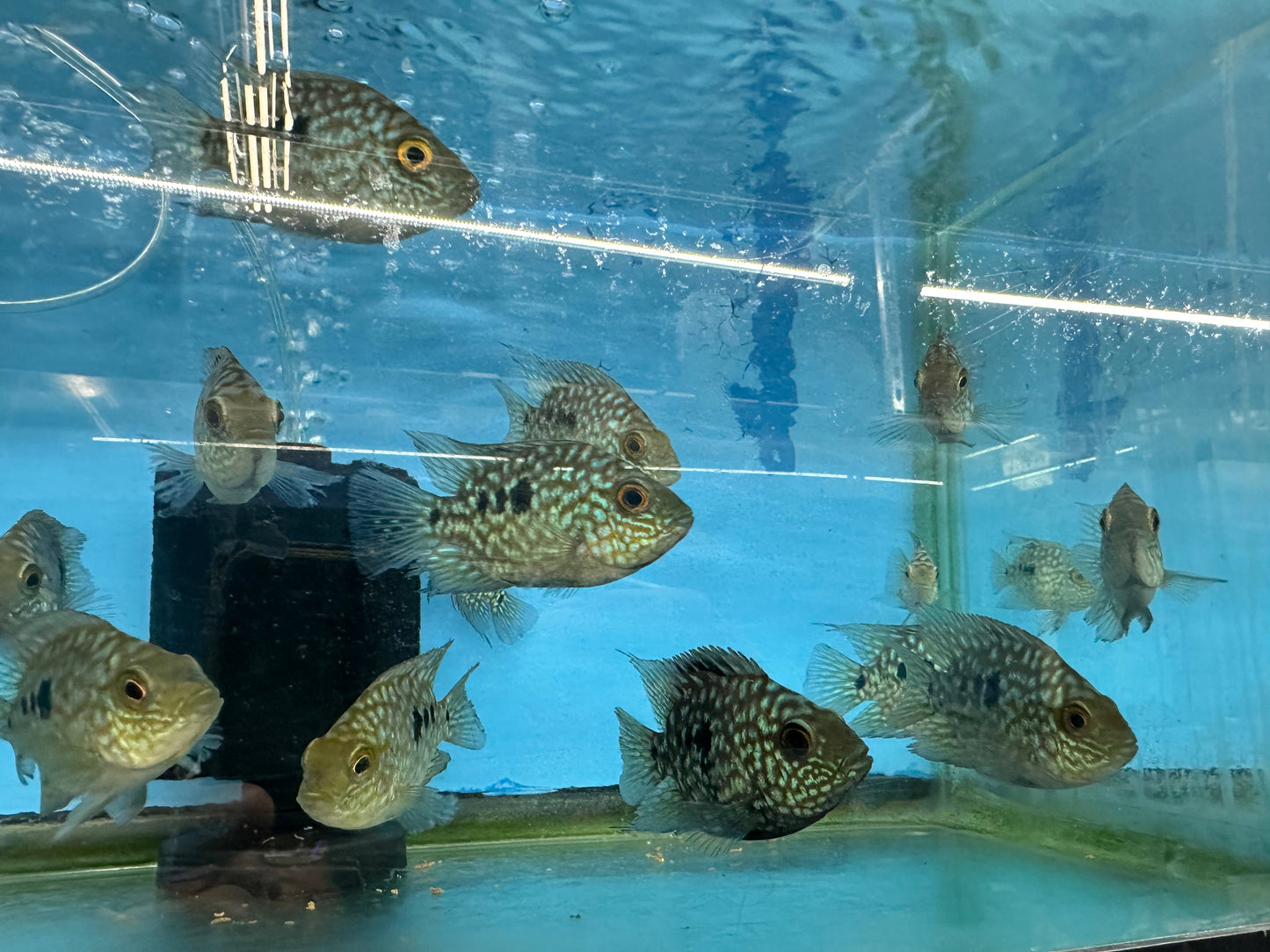 Balloon body carpintis Texas cichlid AMERICAN CICHLID Danaqua Live Fish & More