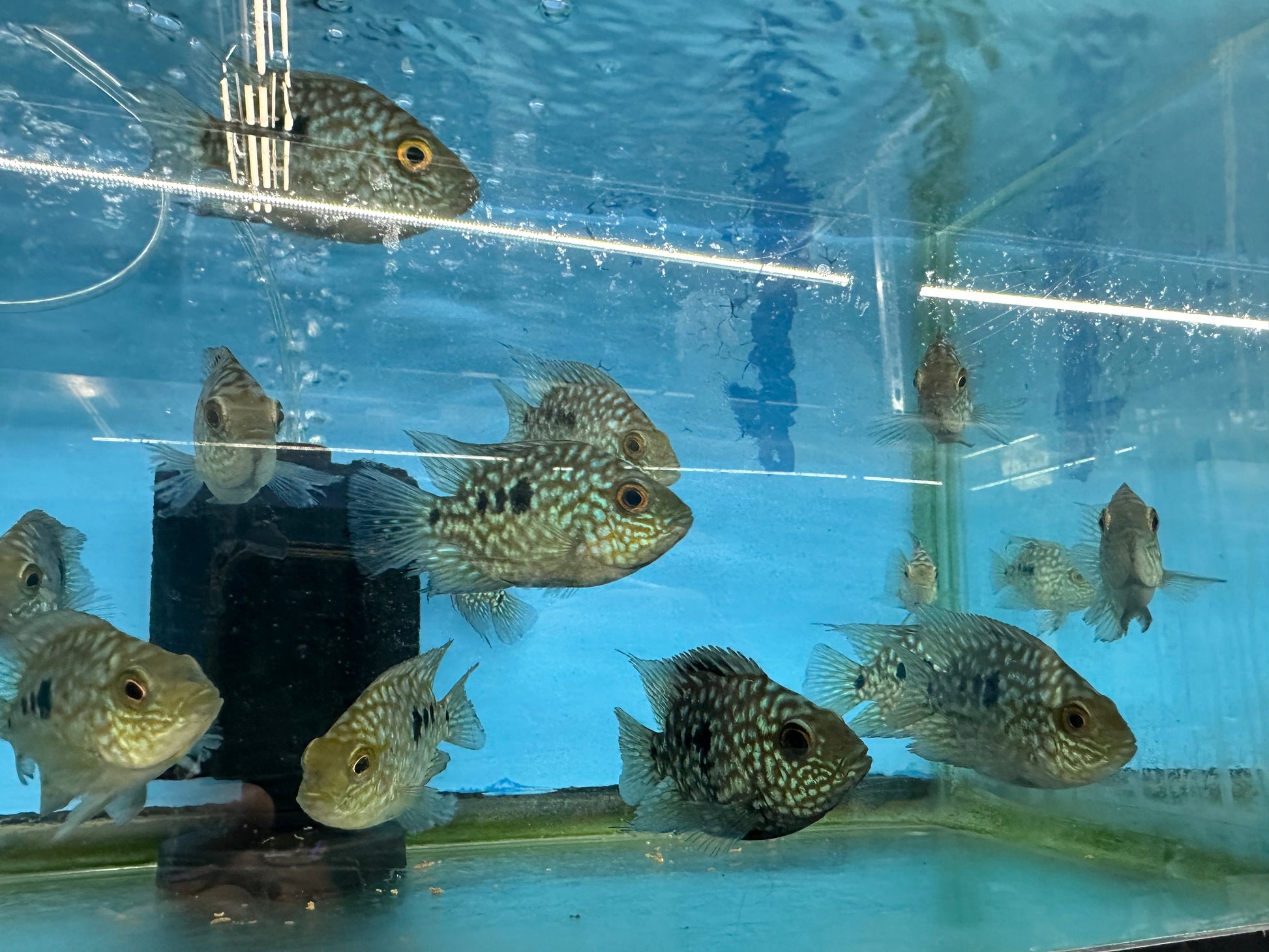 Balloon body carpintis Texas cichlid AMERICAN CICHLID Danaqua Live Fish & More