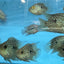 Balloon body carpintis Texas cichlid AMERICAN CICHLID Danaqua Live Fish & More