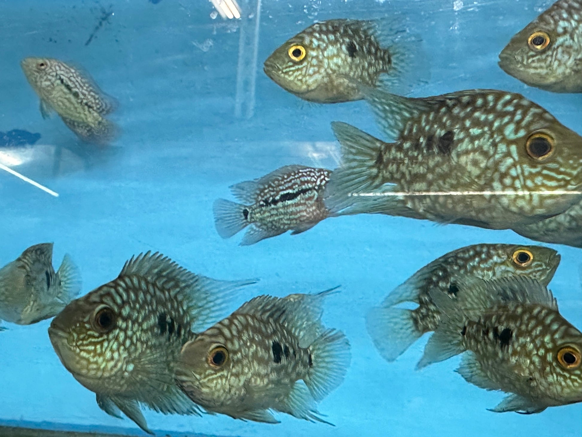 Balloon body carpintis Texas cichlid AMERICAN CICHLID Danaqua Live Fish & More