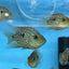 Balloon body carpintis Texas cichlid AMERICAN CICHLID Danaqua Live Fish & More