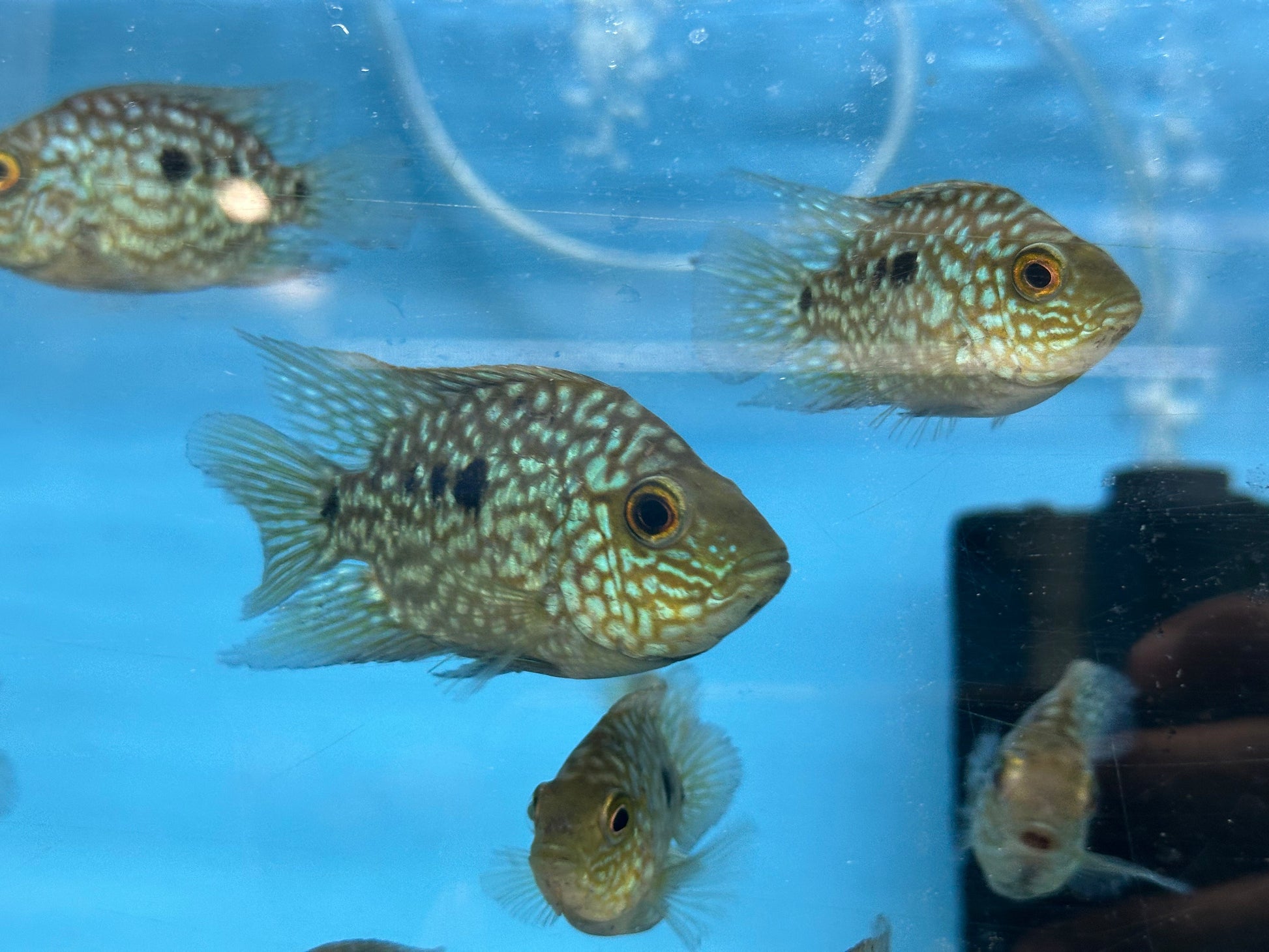 Balloon body carpintis Texas cichlid AMERICAN CICHLID Danaqua Live Fish & More