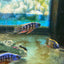 Taiwan Reef Cichlid (Protomelas sp. "Steveni Taiwan") AFRICAN CICHLIDS Danaqua Live Fish & More