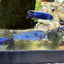 Blue Dolphin Hap Cichlid (Cyrtocara moorii) AFRICAN CICHLIDS Danaqua Live Fish & More